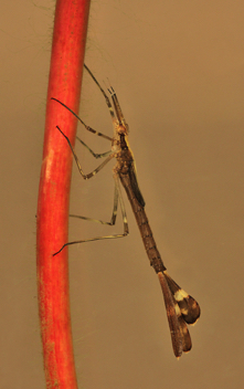 Calopteryx angustipennis, nymph
